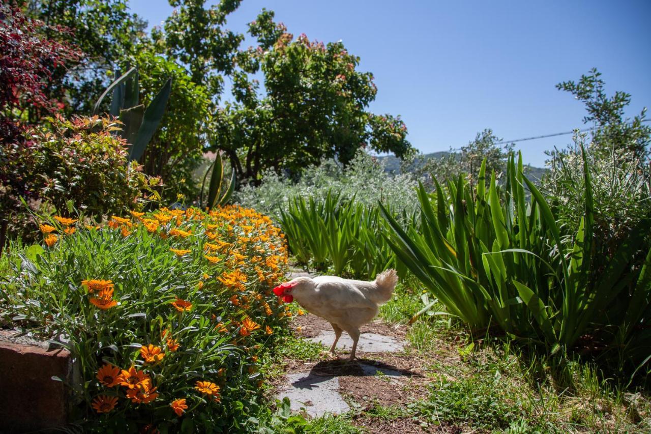 Pietrantica - Affittacamere Con Giardino Nuova Apertura A Trebiano -Citr Εξωτερικό φωτογραφία